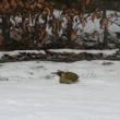 groene specht in de sneeuw