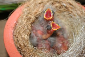 jongen mexicanen 5 dagen oud
